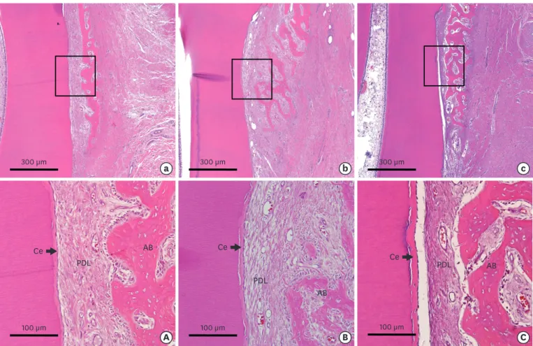 Figure 6. Low-magnification photographs of the buccolingual section of the dehiscence defects of periodontal tissue in the (a) CTL, (b) COL, and (c) COL/CELL  groups, along with high-magnification photographs from the sites of the dehiscence defects of per