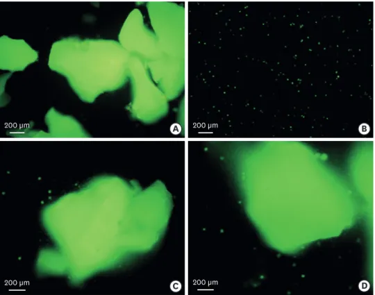Figure 3. Fluorescent microscopic evaluation of the grafted tissue. (A) Group 1 (β-TCP/HA+MSCs): Viable  MSCs were attached to β-TCP/HA