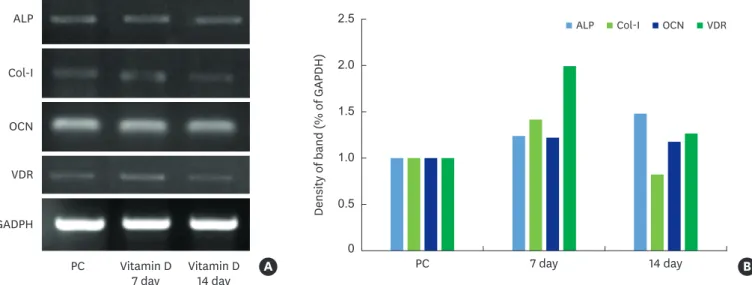 Figure 3. RT-PCR analysis of osteogenesis-related mRNA expression in MC3T3-E1 cells treated with 1,25-dihydroxyvitamin D 3  (A)