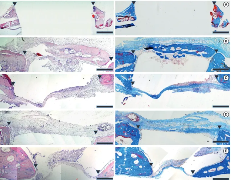 Figure 3. Hematoxylin and eosin staining and Masson trichrome staining of specimens (scale bae=1 mm)