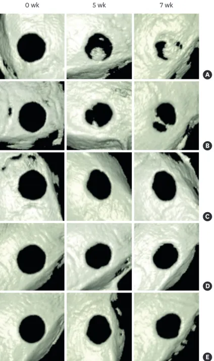 Figure 3. Reconstructed 3D images based on CBCT. Group 1 (A) and group 2 (B) showed apparent bone  regeneration interconnecting the bone defect margin, while group 3 (C), group 4 (D), and group 5 (E) showed  reduced bone healing capacity, limited to the de