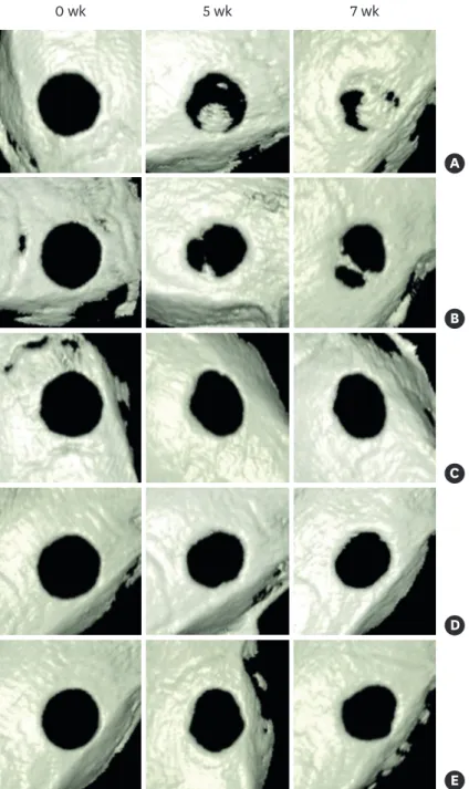 Figure 3. Reconstructed 3D images based on CBCT. Group 1 (A) and group 2 (B) showed apparent bone  regeneration interconnecting the bone defect margin, while group 3 (C), group 4 (D), and group 5 (E) showed  reduced bone healing capacity, limited to the de