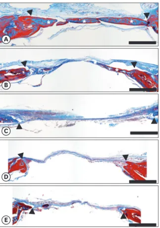Figure 4. Histological features of defect healing 7 weeks after defect creation (Masson trichrome staining, scale  bar=1 mm)