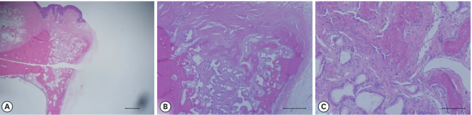 Figure 3. The ROI was drawn in the coronal portion of the socket (A: bar=1 mm, B: bar=500 μm, C: bar=100 μm)