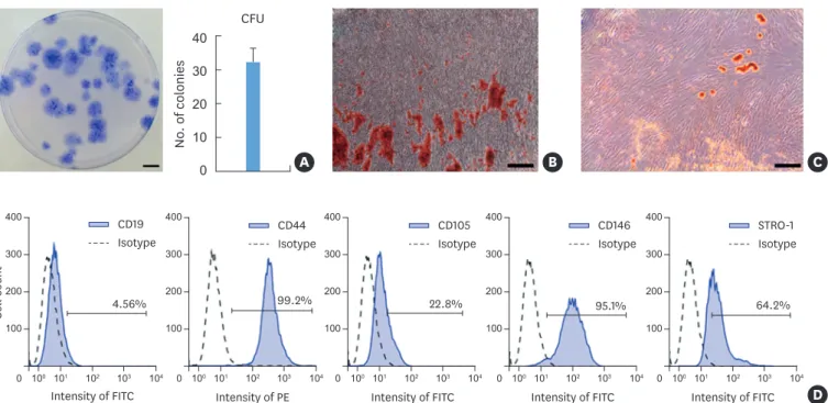 Figure 2. Characterization of primary cultured hPDLSCs. (A) Representative images of crystal violet staining of CFUs of primary cultured hPDLSCs at day 14  (scale bars=10 mm) and quantitative measurement of the CFUs (32.3±4.0, mean±SD)