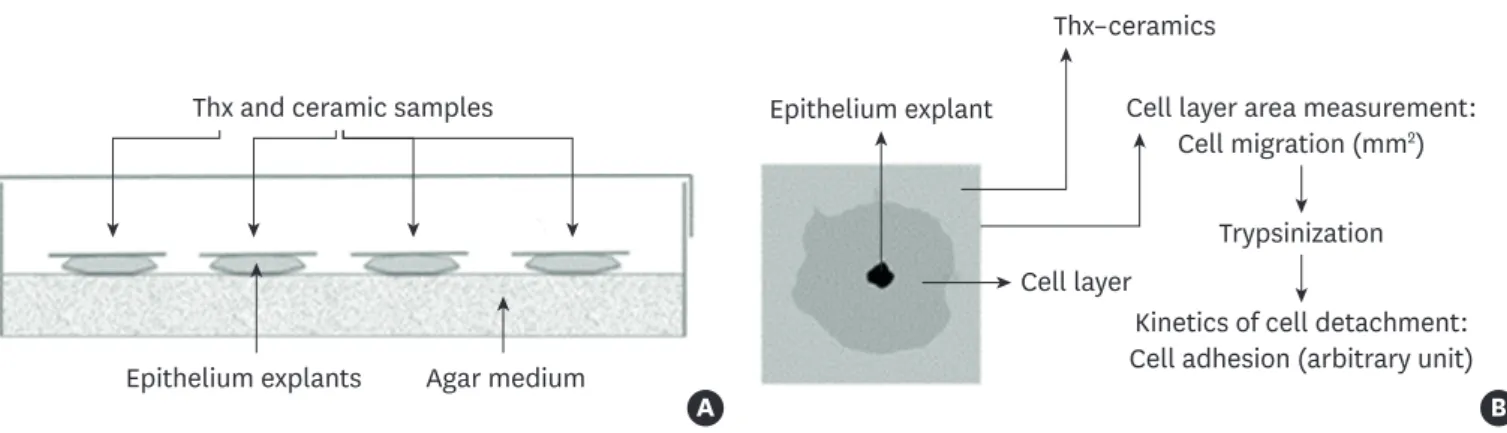 Figure 1. (A) Organotypic culture description. (B) Method of measurement of cell migration and adhesion.