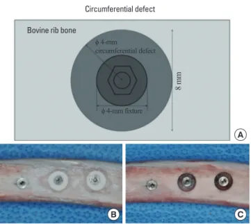 Figure 1. Schematic drawings of the circumferential defect (occlusal view)  and photos of a sample bovine rib bone before and after bone cement  graft-ing