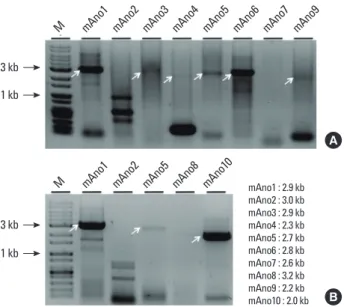 Figure 1. Full-length anoctamin cDNA sequences reverse-transcribed from  mouse submandibular gland total RNA