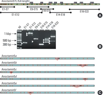 Figure 4. Splicing of anoctamin6 transcripts in the mouse submandibular  gland. (A) Anoctamin6 gene organization showing 20 exons