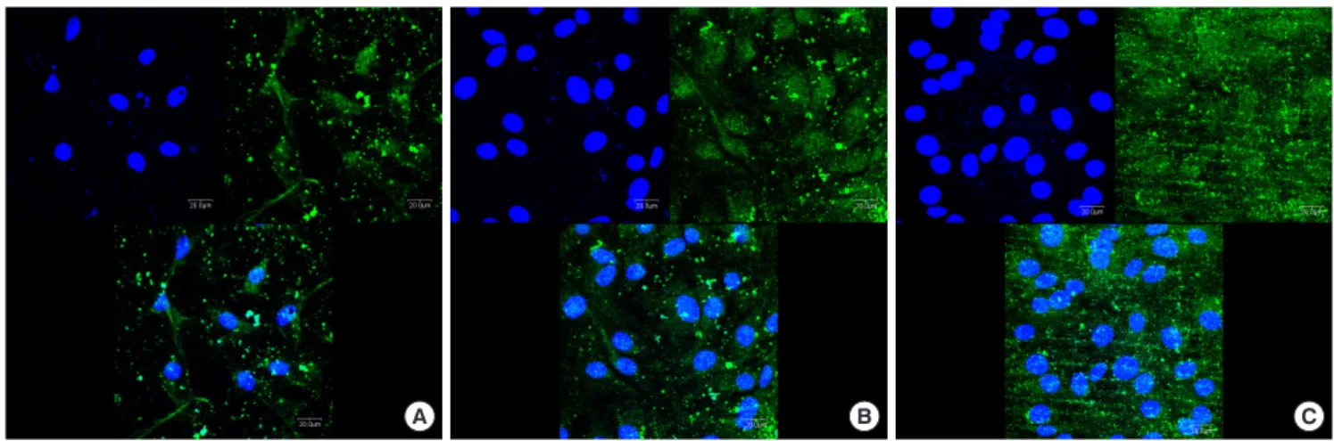 Figure 6. Immunofluorescence images showing actin filaments (green) and nuclei (blue) of murine osteoblastic cell line (MC3T3-E1) on titanium discs for 24  hours