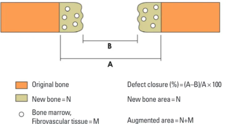 Figure 2. Schematic diagram of a calvarial defect showing the parameters  that were analyzed histomorphometrically