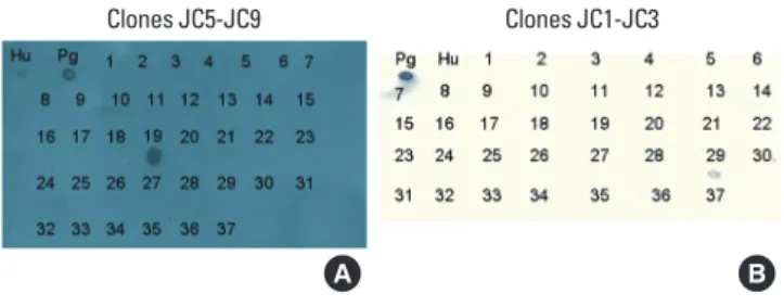 Table 1. One-letter amino acid sequences of peptide #19 and #29 of  Porphyromonas gingivalis HSP60 recognized by five poly-reactive  (JC5-JC9) or three mono-reactive clones (JC1-JC3), respectively.