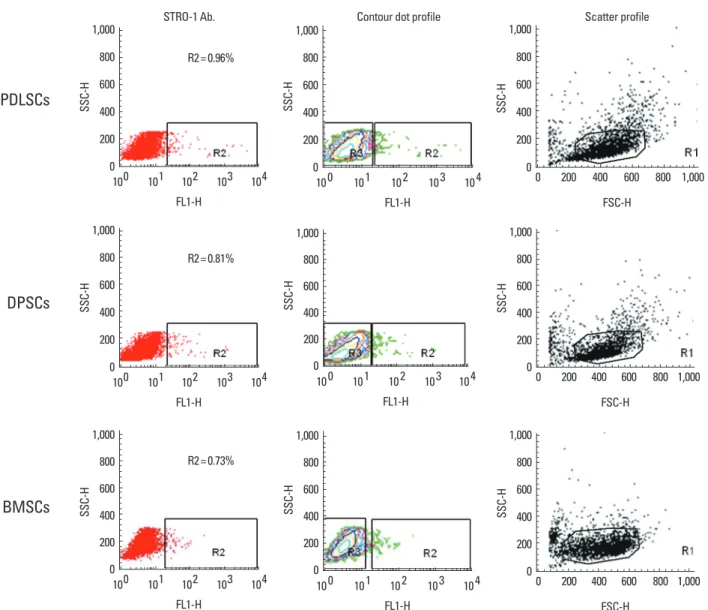 Figure 1.  Isolation of STRO-1 +  cells from each heterogeneous population using a FACS sorter machine