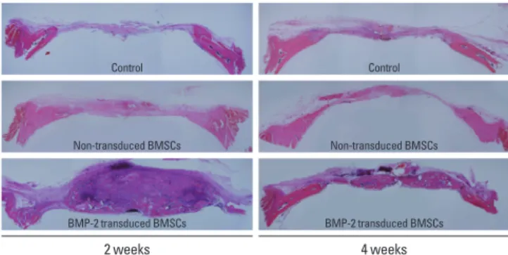 Figure 1.  Representative histology of each group at 2 and 4 weeks. 