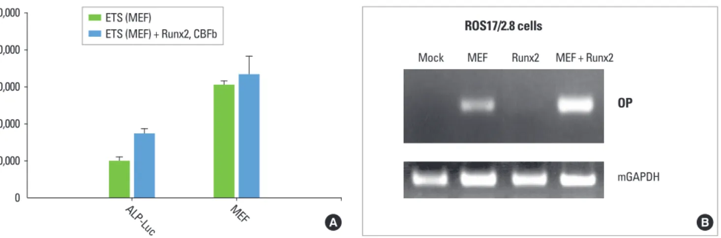 Figure 4.  (A) Bone sialoprotein-luciferase (BSP-Luc) promoter construct was co-transfected with myeloid Elf-1-like factor (MEF) transcrip- transcrip-tion factor with or without Runx2 + CBFbeta into COS7 cells