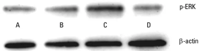 Figure 5.  Result of western blot analysis of phosphorylated extra- extra-cellular signal-regulated kinase (ERK) at the laser energy fluencies  of 1.97 (B), 3.94 (C) and 5.91 (D) J/cm 2  compared to the control (A)