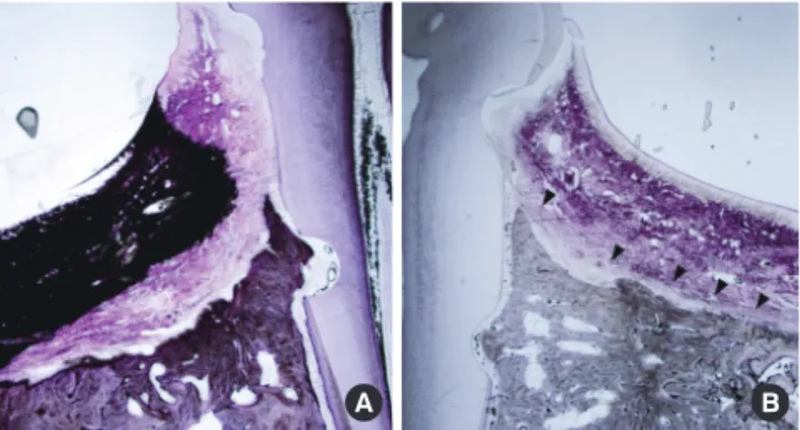 Figure 3.  Histologic views of control and experimental group. (A)  Histologic view of control group