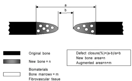 Figure 1. Schematic diagram of the calvarial osteotomy defect showing the histometric analysis Defect closure(%)=(a-b)/a×b