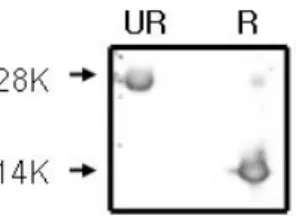 Figure  6.  Photographs  of  Morphological change of C2C12 cells. We treated  puri-fied rhBMP-2 dimer fraction and  mono-mer  fraction  to  C2C12  cells