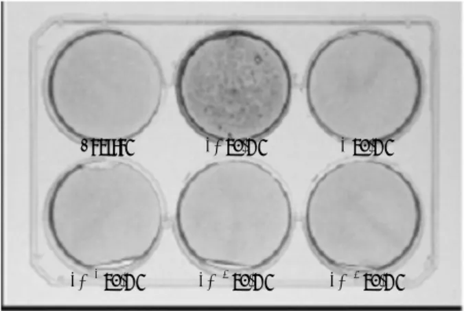 Figure 4. Histological section of Control group. a. Control 2 weeks (HE × 10). b. Control 8 weeks (HE 10)