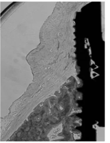 Figure 4. Control; anodizing surface (8wk, × 10).