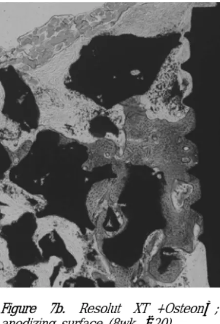 Figure 7b. Resolut XT ® +Osteon ; ™ anodizing surface (8wk, × 20).