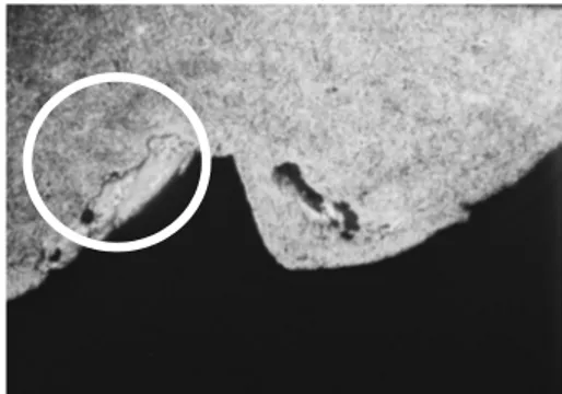 Figure 4. Polarized microscopic view of RBM  surface implant after 4 weeks. (X50)