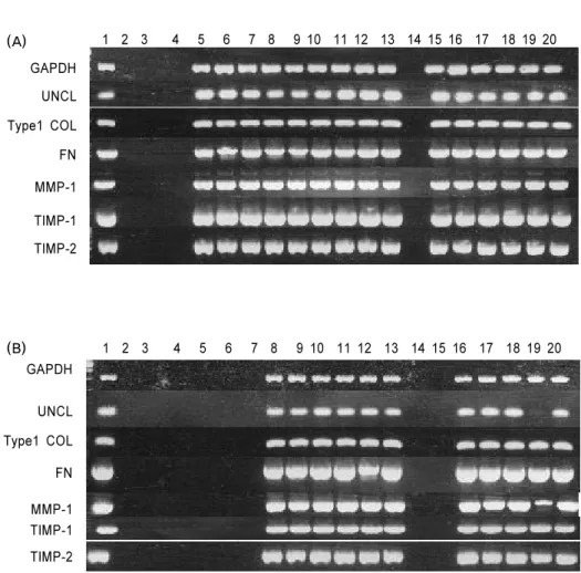 Figure 2. RT-PCR results according to the application concentration and time of H 2 O 2 ,  CHX and listerine
