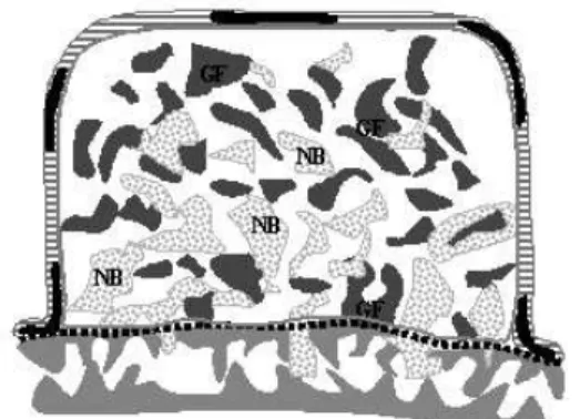 Figure  1.  A  schematic  diagram  used  in  his- his-tomorphologic  analysis.