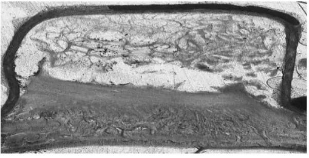 Figure  7.  Experimental  group  II  of  8  weeks (TG+Col+P2-8w) 
