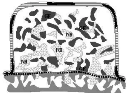 Figure  1.  A  schematic  diagram  used  in  his- his-tomorphologic  analysis.