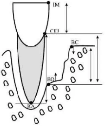 Figure  1.  해부학적  표시자와  측정  영역을  표 시한  모식도 