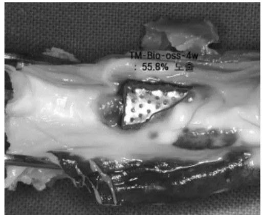 Figure  1.   Demarcation  exposed  area  on    titanium  mem- mem-brane with blue line.
