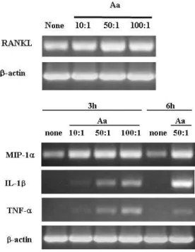 Figure 1. Expression  of  RANKL  mRNA  in  osteoblasts  treated  with  alive  A.  actinomycetemcomitans