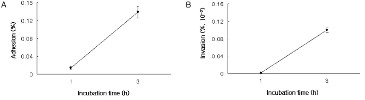 Figure  3.   Adhesion  to  and  invasion  of  osteoblasts  by  A.  actinomycetemcomitnas