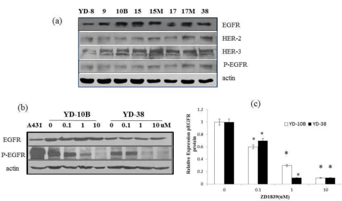 Fig.  2.  EGFR  expression  in  8  human  oral  squamous  cell  carcinoma(OSCC)  cell  lines,  the  OSCC  cell  lines  were  evaluated  for  various  in  (a)  EGFR  protein,  HER-2,  HER-3  and  p-EGFR  proteins  expression  levels