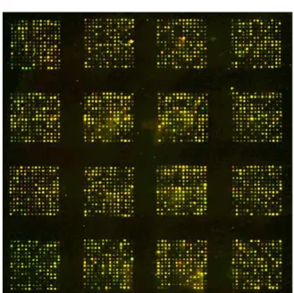 Figure 2. Image of microarray used to analyze gene expression level in PDL cells cultured with mineralization supplements and with 10% FBS