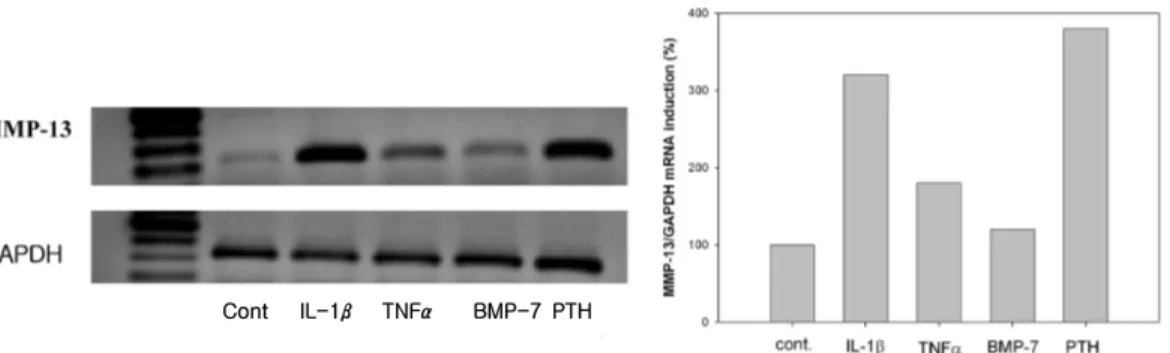 Figure  2.  Semiquantitative  RT-PCR  of  rat periodontal  ligament  cells  showing  steady state  MMP-13  mRNA  levels