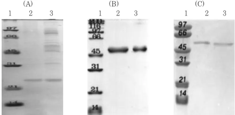 Figure  3.  SDS-PAGE  analysis  of  the  purification  of  putative  hemin-binding  proteins  from  P