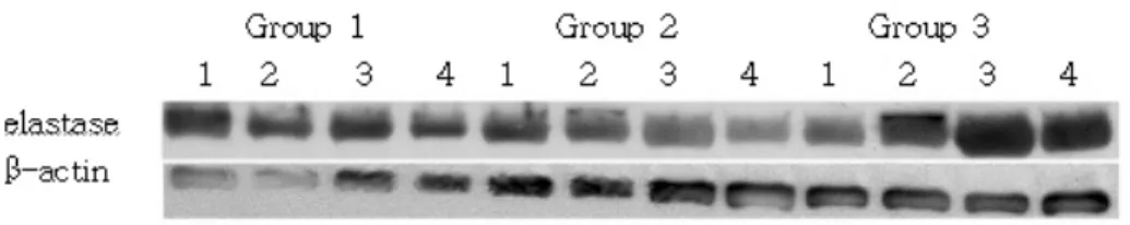 Table  2.  The  elastase  intensity  was  normalized  by  β-actin  intensity  to  quantify  the  expression  levels  of  elastase  and  the  value  were  presented  as  a  ratio  of  elastase/β-actin