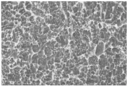 Figure  14.  Test  specimen.  Etched  surface  conditioned  with  50mg/ml  tetracycline-HCl  for 