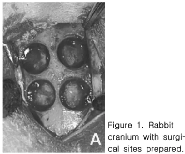 Figure  1.  Rabbit cranium  with   surgi-cal  sites  prepared.