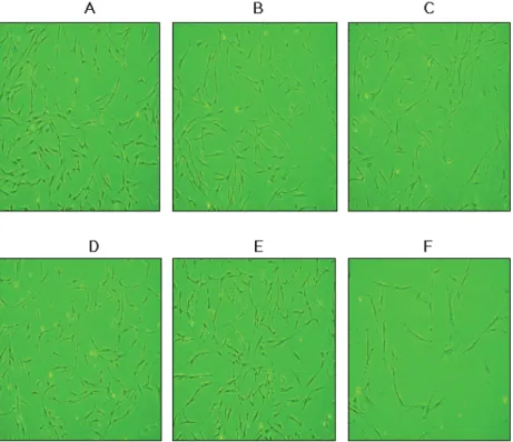 Table 1. Cell number of PECO, hFOB1, and GF(Mean±S.D.)(×10 4 )
