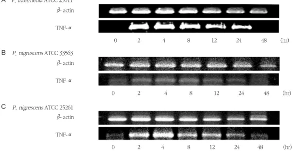 Figure 9. Time  course  of  TNF-α mRNA  expression  in  RAW264.7  cells  stimulated  with  LPS  isolated  from P.