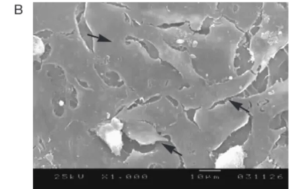Figure 3. Attachment  of  osteoblasts  to  either  TGF-β1  conjugated  or  non-conjugate  chitosan  membranes.