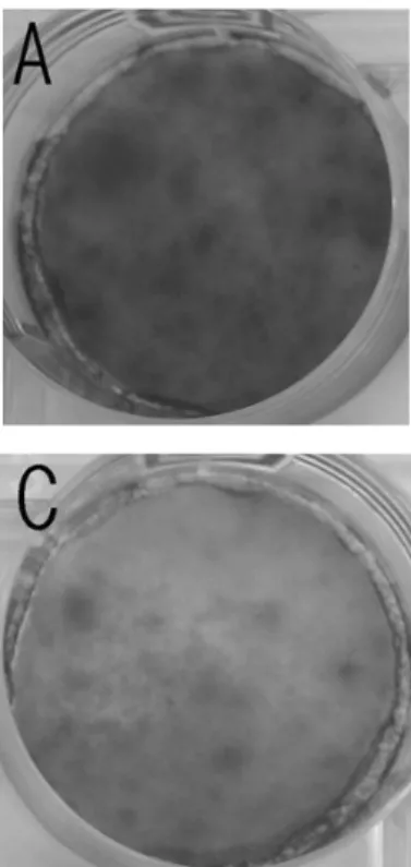 Figure 7. Reciprocal  and  functionally  coupled  relationship  between  cell  growth  and  differentiation-related gene expression