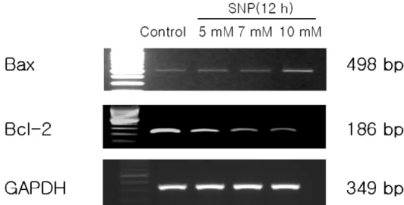 Figure 7. Caspase-9 was activated in SNP-treated HGF cells. Absorbance for caspase-9 activity was measured at 405 nm after incubation with LEHD-pNA substrate(200 μM) for 2 h at 37℃