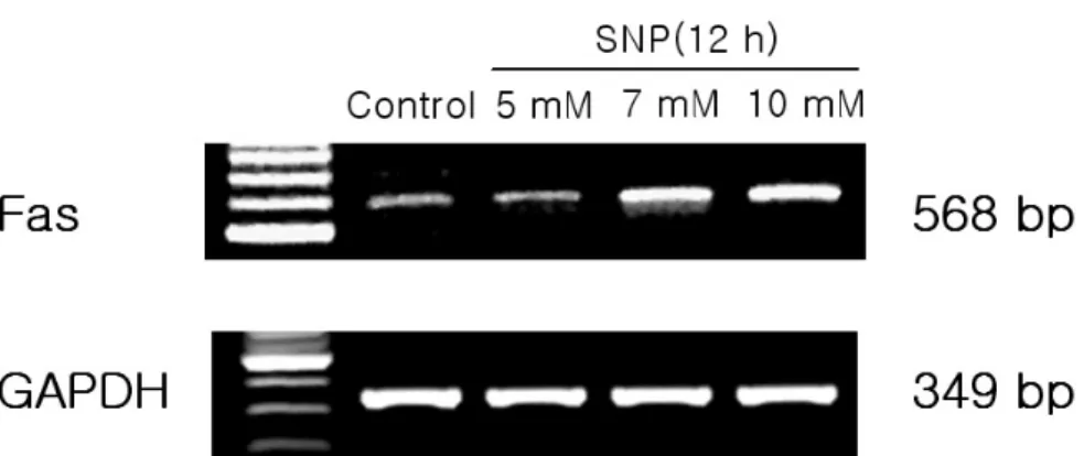 Figure 11. Bid level in SNP-treated HGF cells. SNP reduced the level of the proform Bid (pro-Bid) in a dose- and time- time-dependent manner.