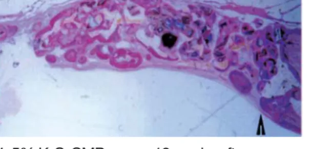 Figure 5. 5% Na 2 O-CMP group, 12 weeks after surgery