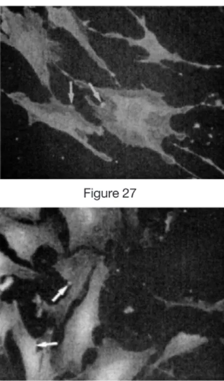 Figure 29 Figure 30